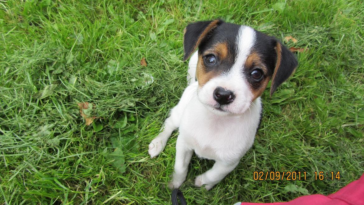 Blanding af racer Szhirley billede 6