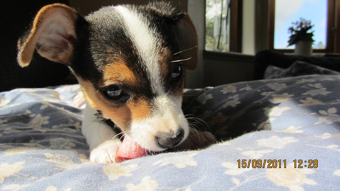 Blanding af racer Szhirley billede 7