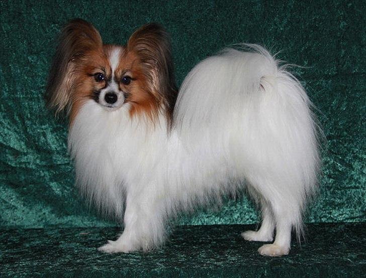 Papillon DKCH Troldalfens Ambrosius billede 1
