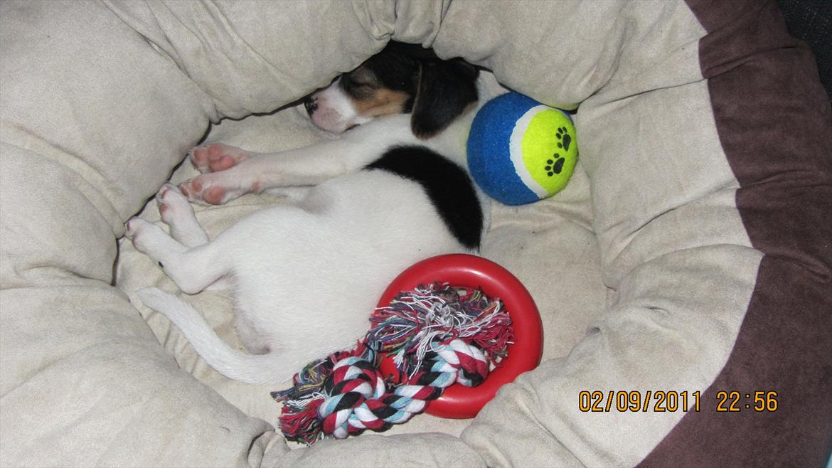 Blanding af racer Szhirley billede 8