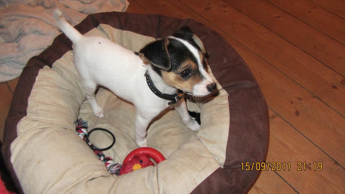 Blanding af racer Szhirley billede 10