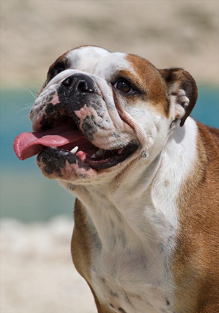 Engelsk bulldog Viola billede 6