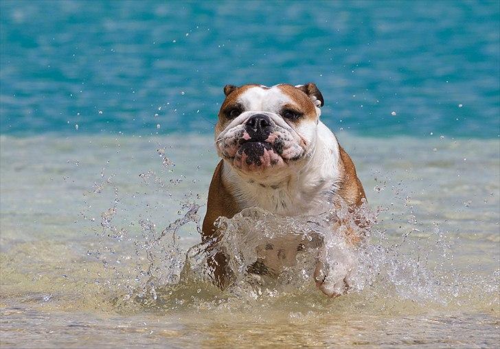 Engelsk bulldog Viola billede 7