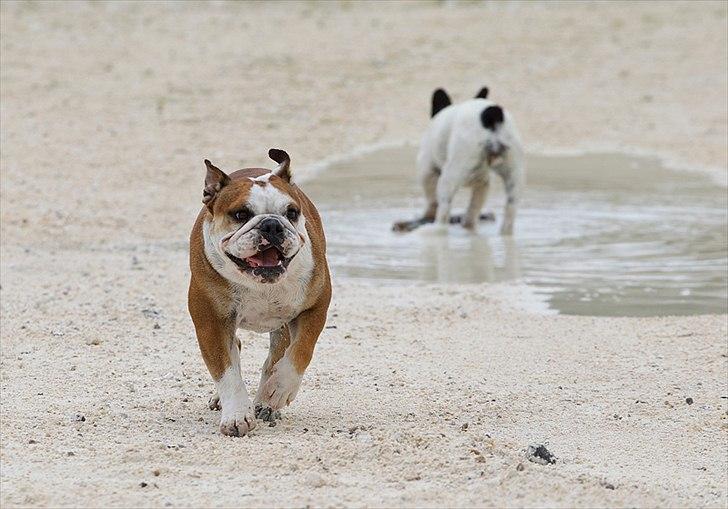 Engelsk bulldog Viola billede 8