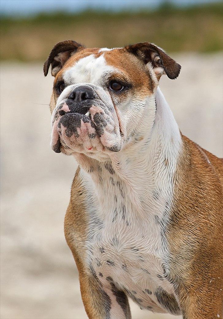 Engelsk bulldog Viola billede 9