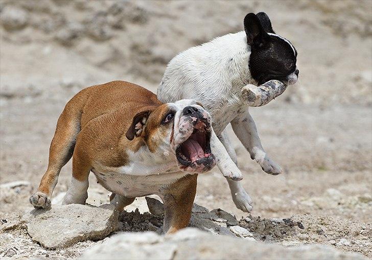 Engelsk bulldog Viola billede 10