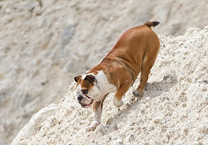 Engelsk bulldog Viola billede 11