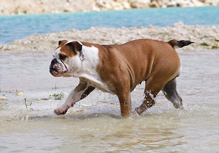 Engelsk bulldog Viola billede 12