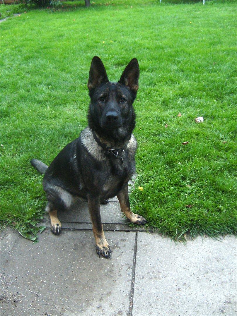 Schæferhund Team Kenzally Bascha - Bascha aug 2011 billede 12