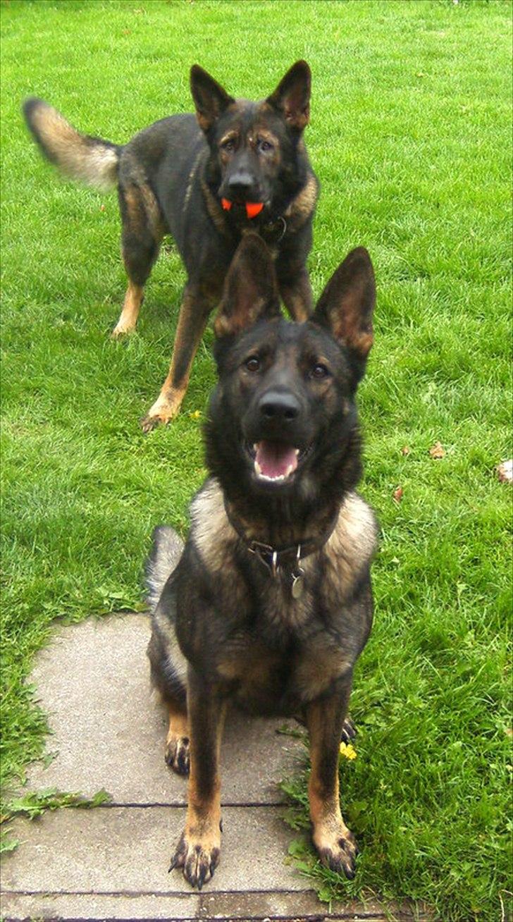 Schæferhund Team Kenzally Bascha - Bascha og Kenzo aug 2011 billede 13