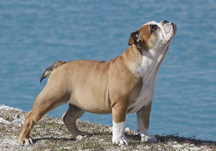 Engelsk bulldog Viola billede 5