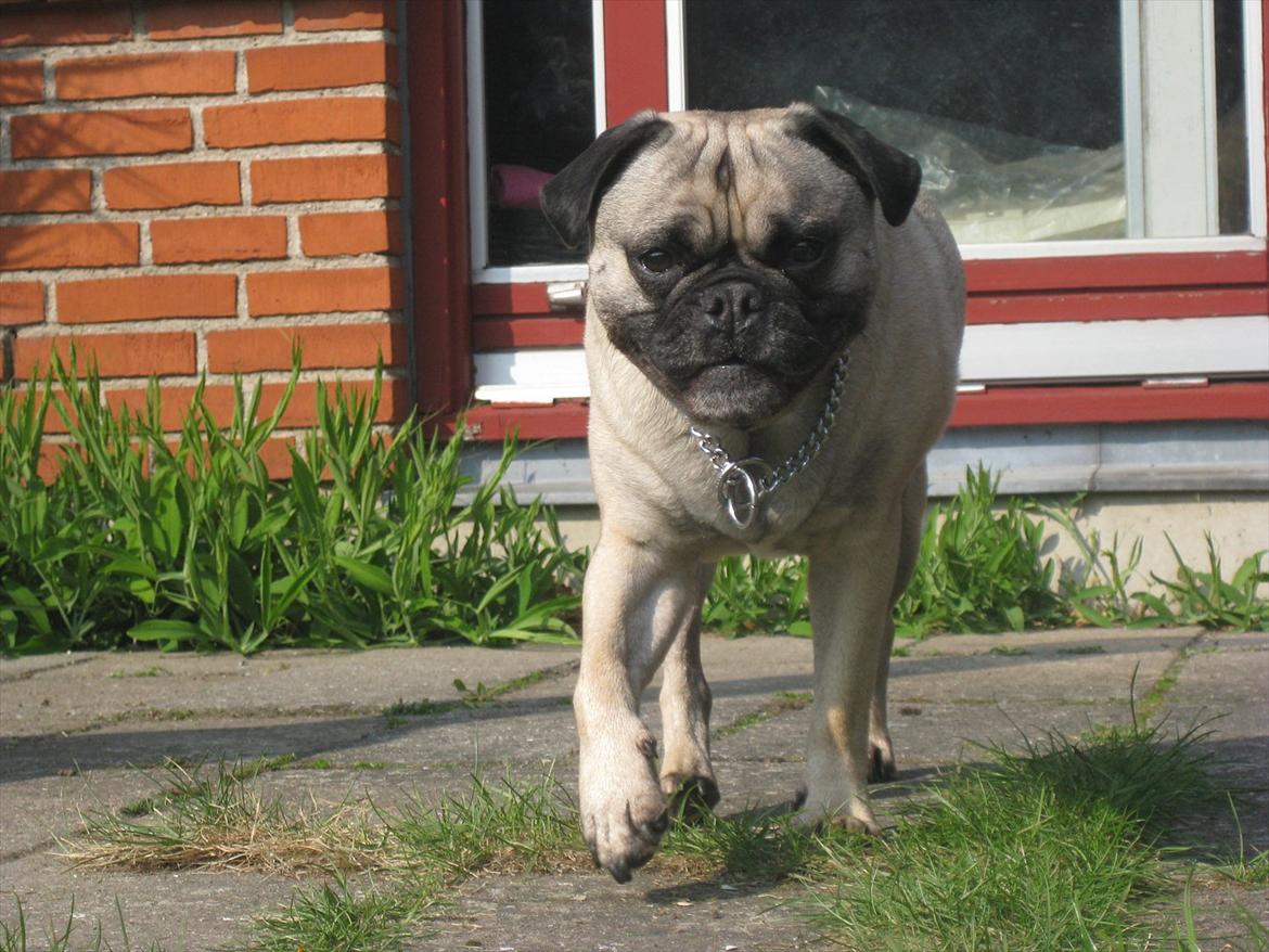 Blanding af racer Thor Mops/Engelsk Bulldog billede 19