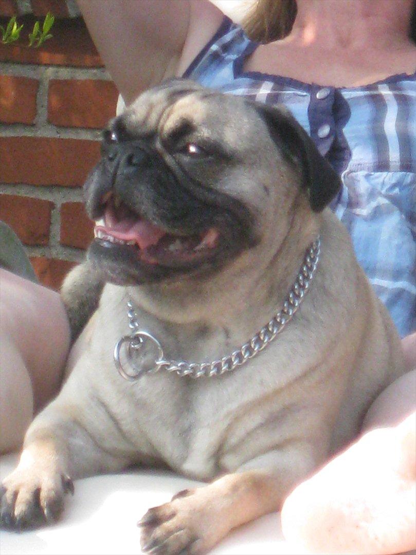 Blanding af racer Thor Mops/Engelsk Bulldog - Mmmmh det er dejligt at ligge her hos mor og slappe af i varmen! billede 20