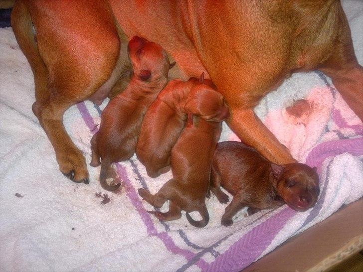 Dvaergpinscher Perle - 3 tæver og 1 han født d. 15-9-2011 billede 13