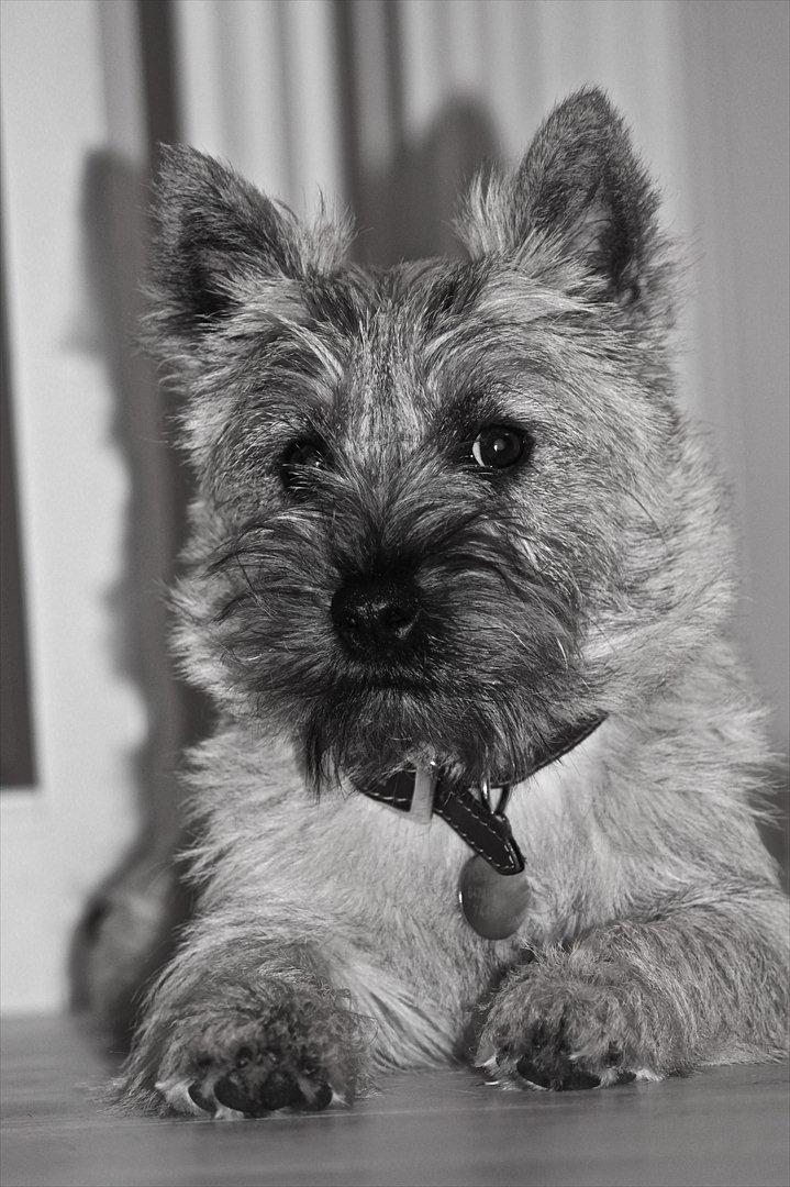 Cairn terrier Ludvig Holberg(Barcardi) - lillemand poserer foran kameraet ;) billede 12