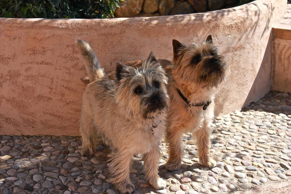 Cairn terrier Ludvig Holberg(Barcardi) - min storebror og jeg på mallorca :D billede 13