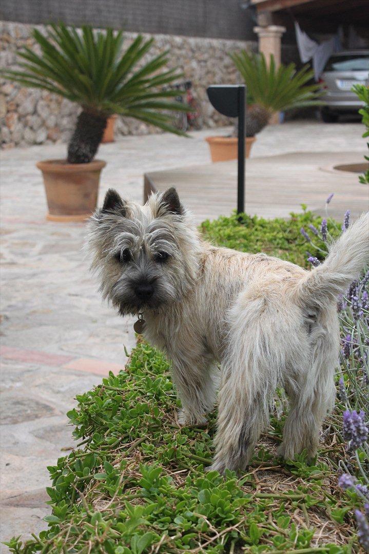 Cairn terrier Ludvig Holberg(Barcardi) billede 14