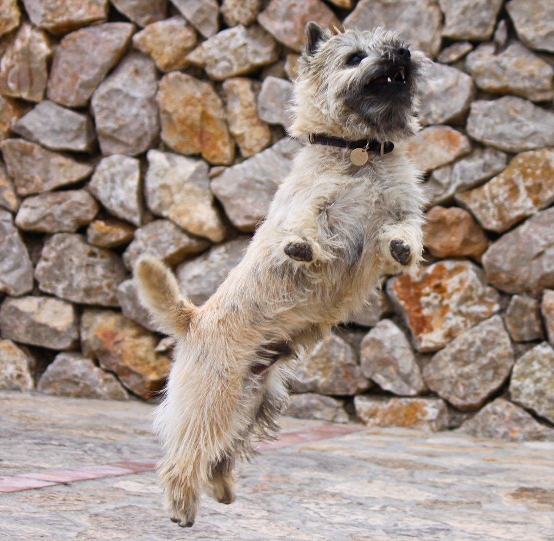 Cairn terrier Ludvig Holberg(Barcardi) - spring hund ;) billede 15