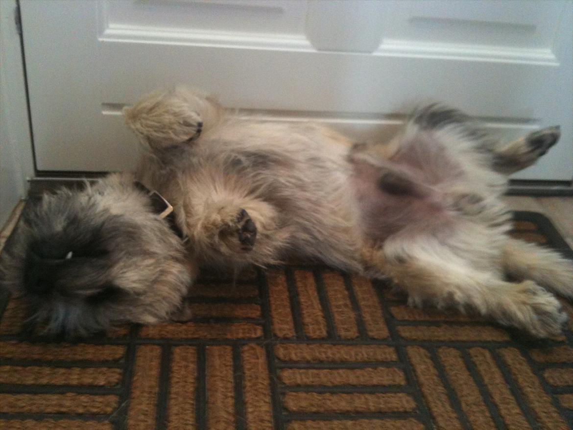 Cairn terrier Ludvig Holberg(Barcardi) - skør lille hund ;) billede 17