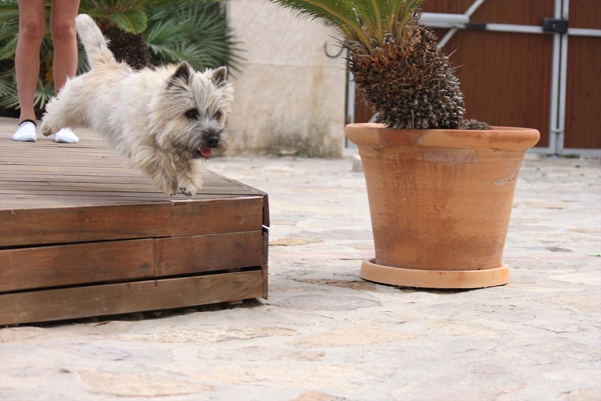 Cairn terrier Ludvig Holberg(Barcardi) billede 18