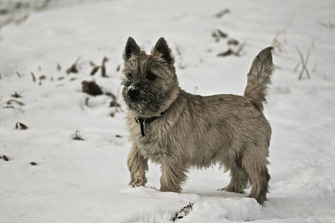Cairn terrier Ludvig Holberg(Barcardi) billede 19