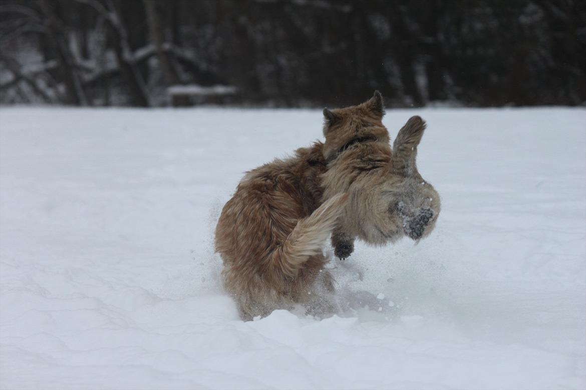 Cairn terrier Ludvig Holberg(Barcardi) - kig forbi igen :)
-flyvende hund ;) billede 20