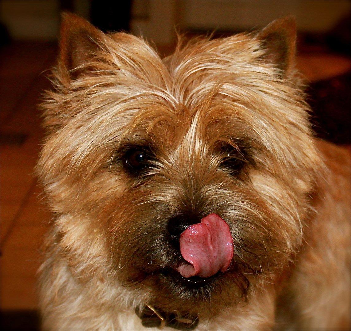 Cairn terrier Sweet Beauty Holger   billede 14