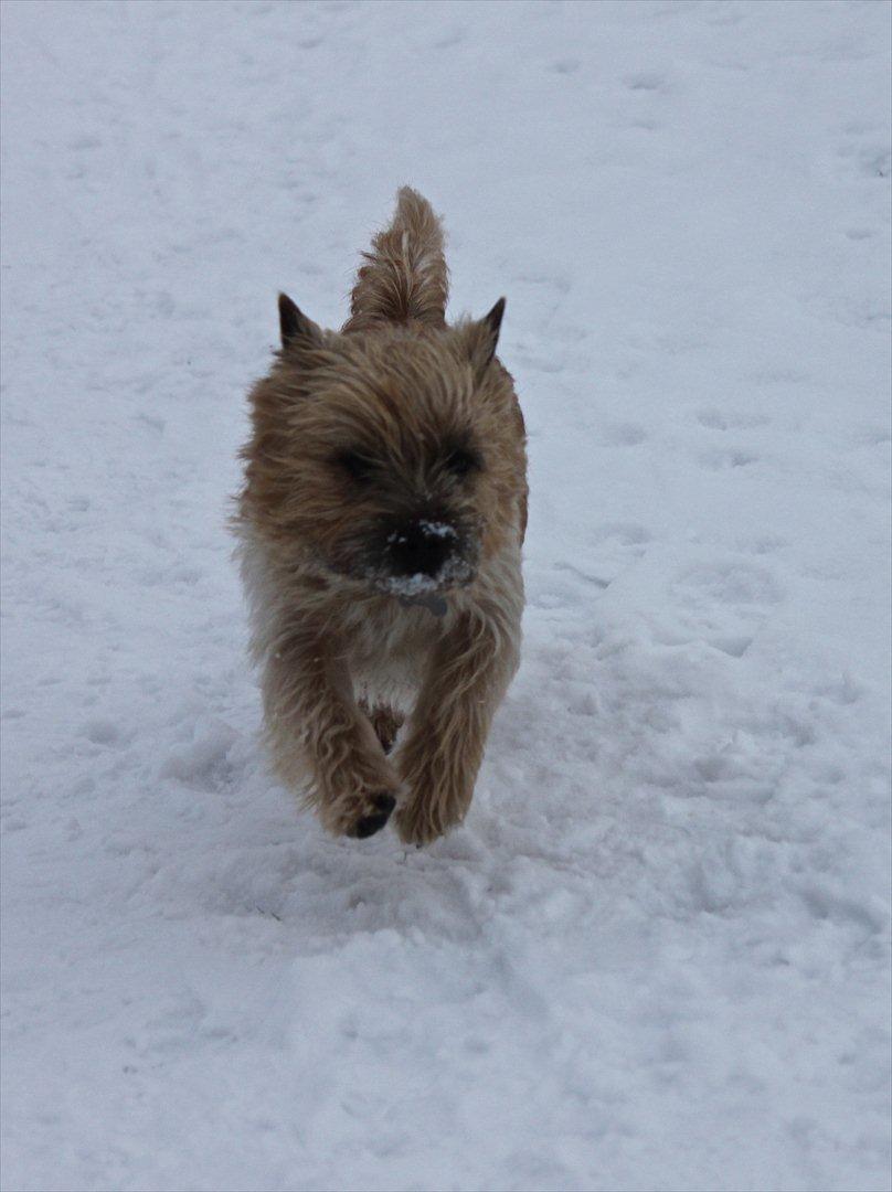 Cairn terrier Sweet Beauty Holger   billede 15