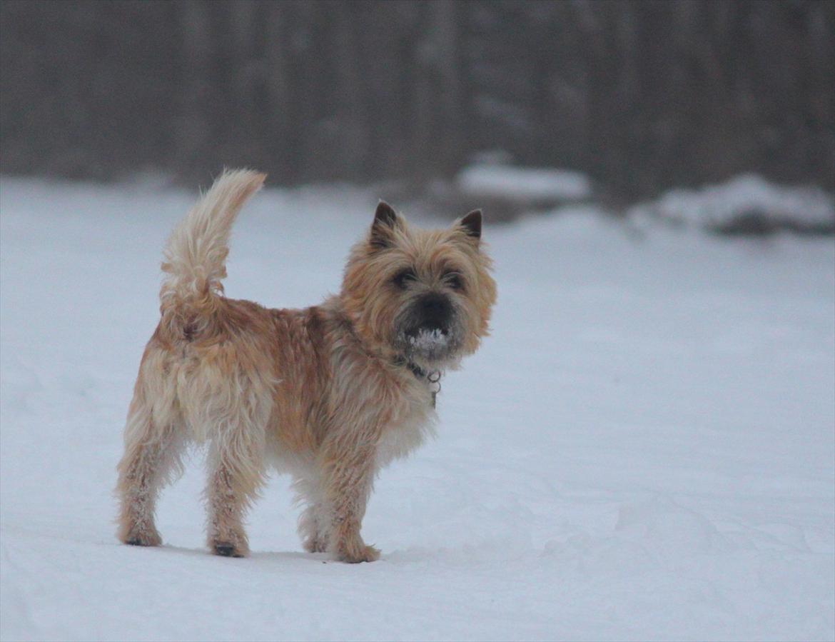 Cairn terrier Sweet Beauty Holger   billede 16