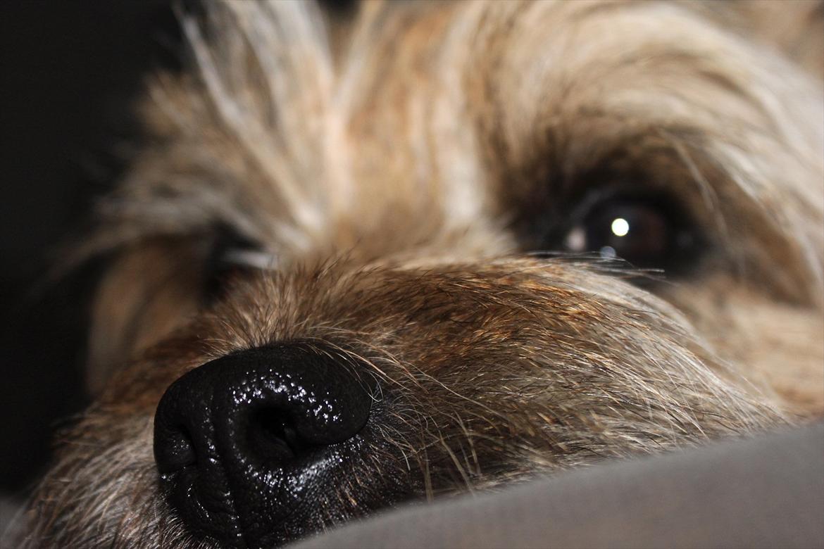 Cairn terrier Sweet Beauty Holger   billede 17