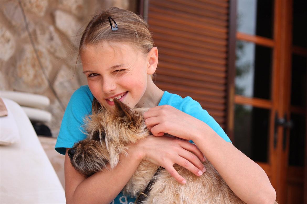 Cairn terrier Sweet Beauty Holger   billede 18