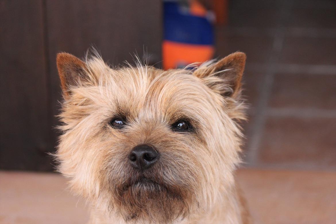 Cairn terrier Sweet Beauty Holger   - selvtillid charme og lækkert hår :P billede 19