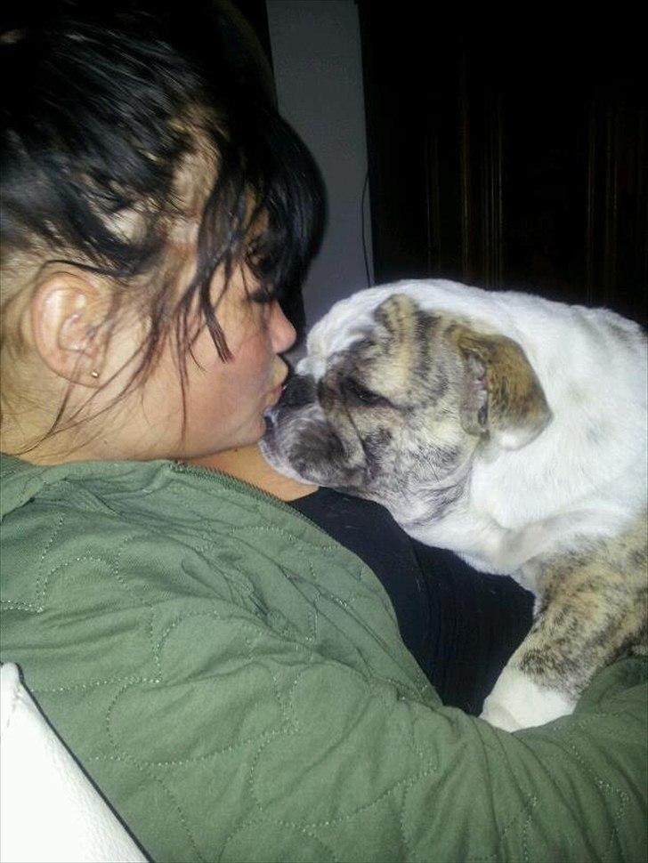 Engelsk bulldog Nifi billede 13