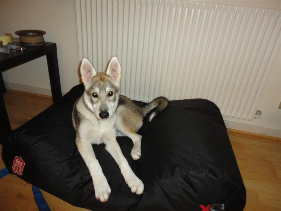 Tamaskan Dog Indiana - "Matsi" - 16 uger billede 14