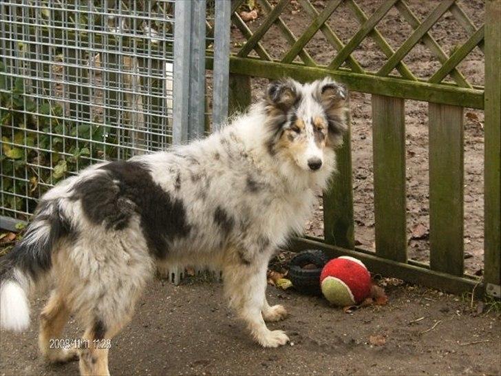Collie langhåret Benji - Benji 2009 billede 1