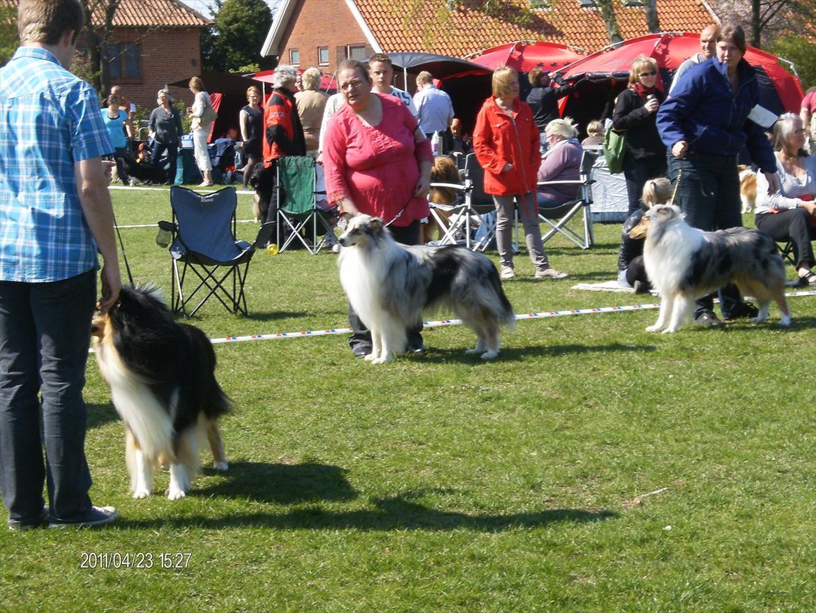 Collie langhåret Benji - Udstilling i Næstved 2011 billede 2