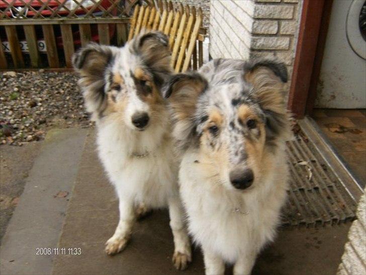 Collie langhåret Benji - Benji med sin søster Bonnie las billede 3