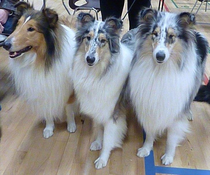 Collie langhåret Benji - Martell, Bonnie las og Benji
DCK udstilling 2010 i Køge billede 4