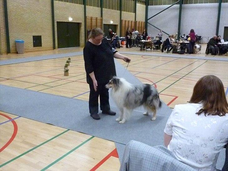 Collie langhåret Benji - DCK udstilling i Køge 2010. billede 5