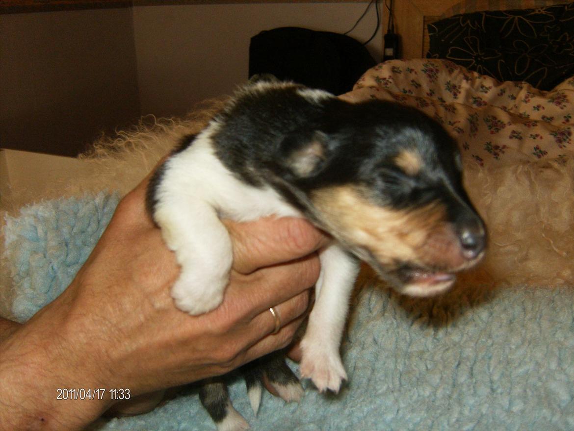 Collie langhåret Cherry - Cherry 1 uge gammel billede 1