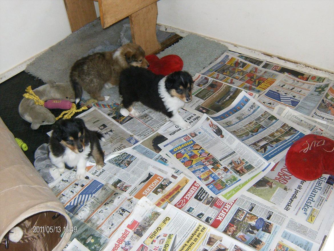 Collie langhåret Cherry billede 2