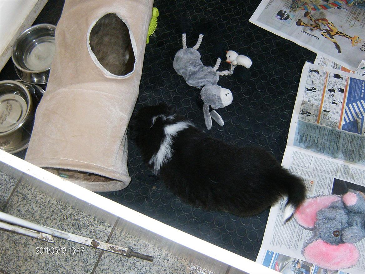 Collie langhåret Cherry billede 3