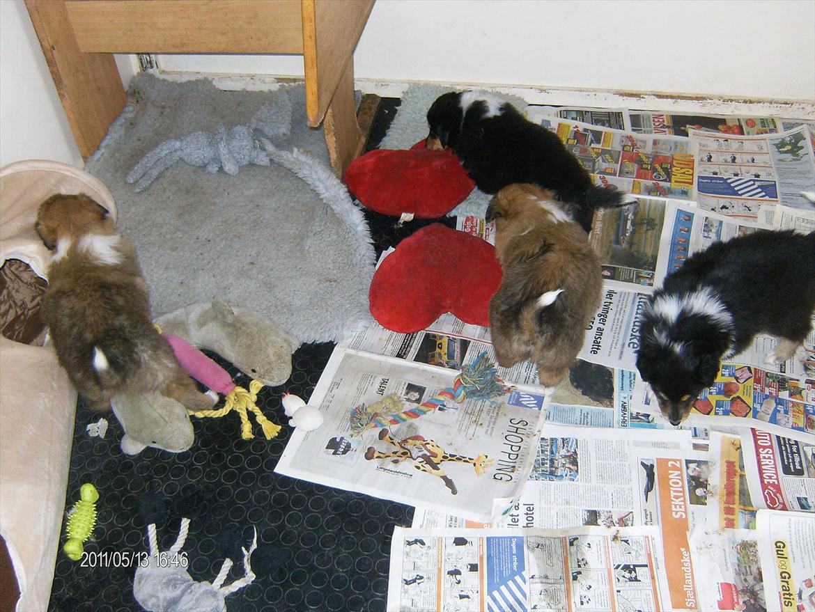 Collie langhåret Cherry billede 4