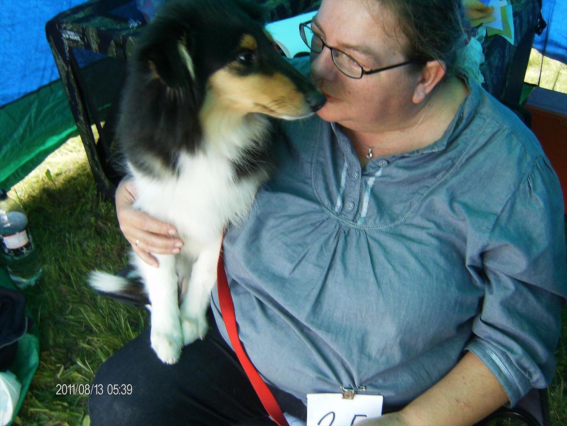 Collie langhåret Cherry - Cherry på sin første udstilling, hun sidder og hygge sig inde i teltet  billede 5
