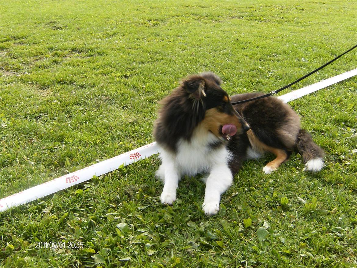 Collie langhåret Cherry - Cherry anden udstillin, dette er på Fyn. billede 6