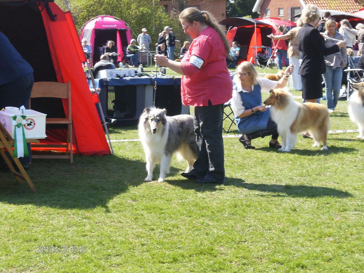 Collie langhåret Bonnie las billede 12