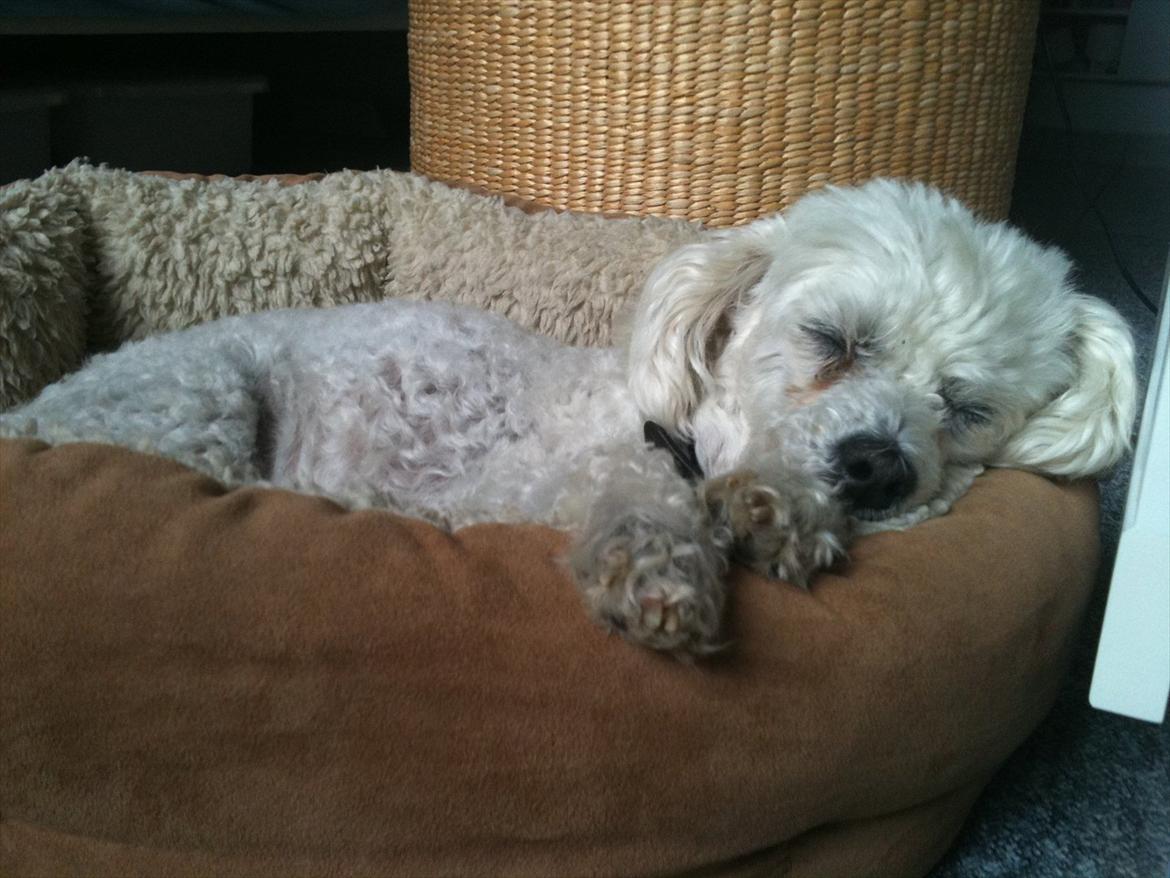 Dværgpuddel Lady - Sov sødt nusen <3 billede 15
