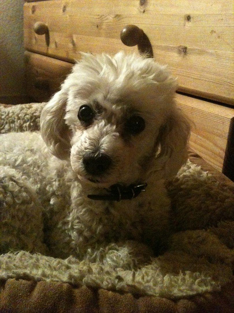 Dværgpuddel Lady - <3 billede 16