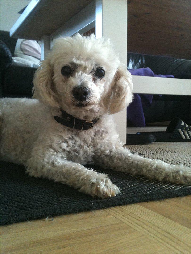 Dværgpuddel Lady - <3 billede 17