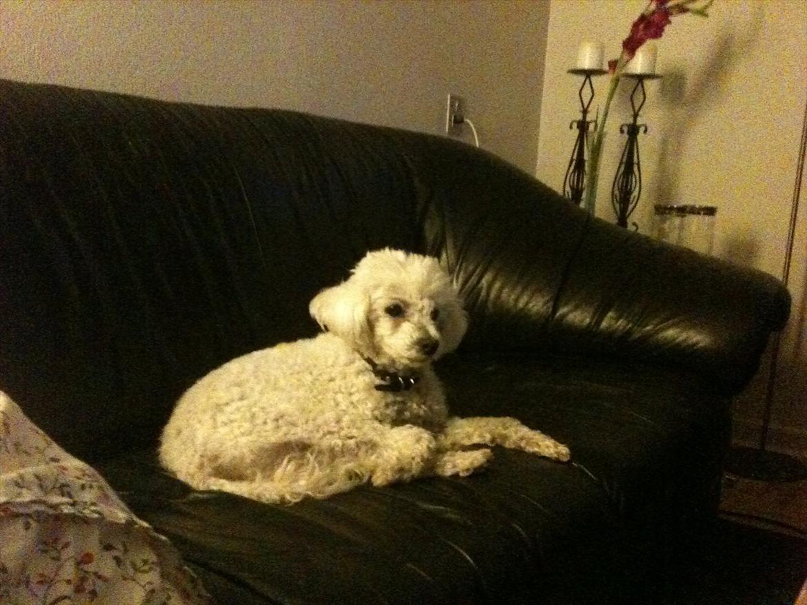 Dværgpuddel Lady - <3 billede 18